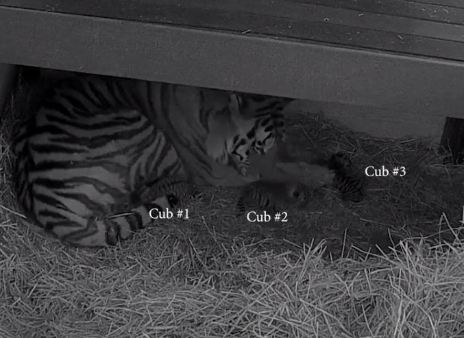 Adorable endangered Amur tiger cub plays with mom at Toronto Zoo 