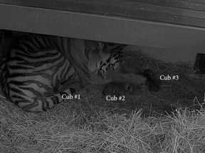 The Toronto Zoo's 14-year-old female Amur tiger Mazy with her three cubs born April 30, 2021.