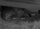 The Toronto Zoo's 14-year-old female Amur tiger Mazy with her three cubs born April 30, 2021.