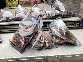 Bagged bear parts found in B.C.
