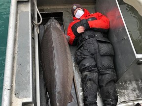U.S. Fish and Wildlife Service biologist Jennifer Johnson poses with a massive lake sturgeon caught in the Detroit River.