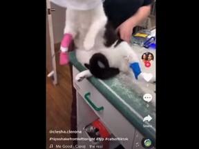 Three employees at a Whitby vet clinic have been fired for "disgustingly" using an injured cat as a prop for a TikTok video.