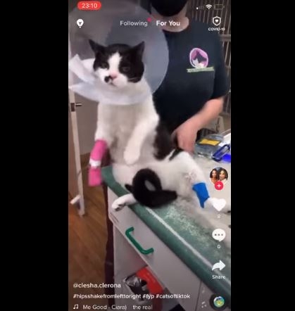 account using my sick cat to scam｜TikTok Search