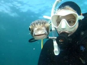 Underwater photographer Jules Casey and her pufferfish pal.