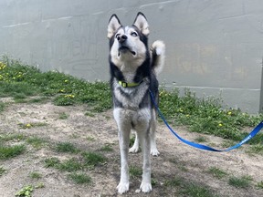 Mishka, a six-year-old male Siberian Husky at the Toronto Humane Society, is ready for his forever home.