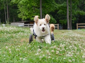 Benjamin Bunny with his wheelchair