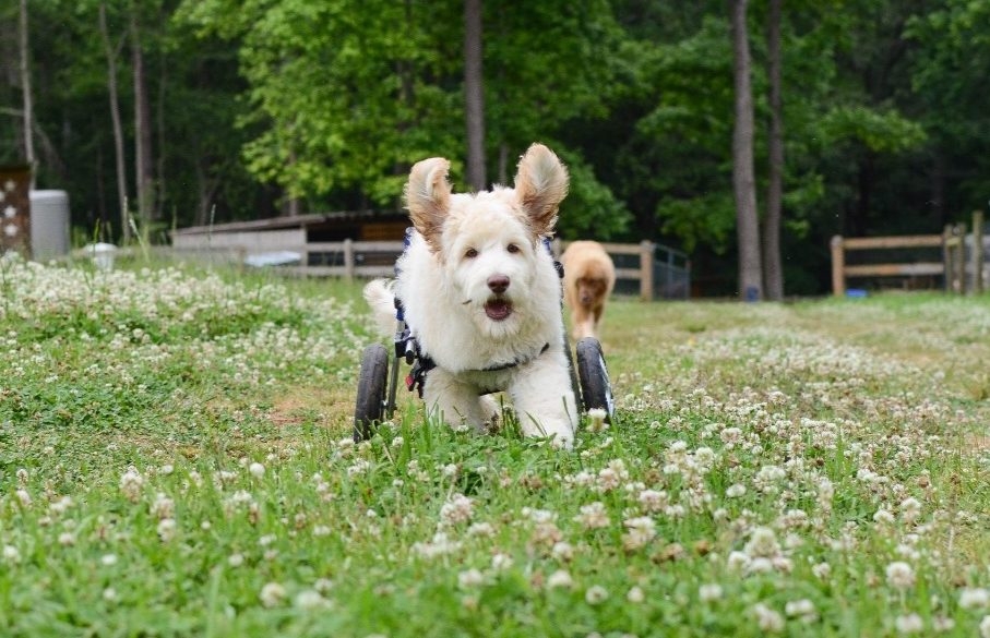 Paralyzed puppy walks with canine wheelchair Toronto Sun