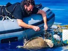 The crew of the HMCS Calgary work to save a sea turtle near Oman last month.