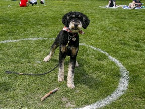 Enjoying the warm weather within the physical distancing circles at Trinity Bellwoods Park on Saturday, May 15, 2021.