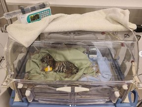 The Toronto Zoo is mourning the loss of a tiger cub.