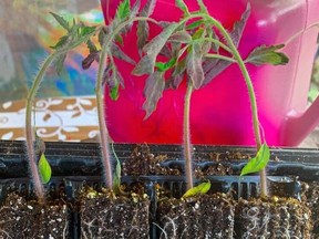 Young tomato plants.