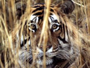 In this photograph taken on March 23, 2000, a Bengal tiger rests in the brush at Ranthambhore National Park in Jaipur, India.
