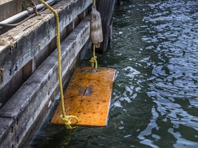 Floating docks, like the one pictured here at the foot of York St., have been installed to prevent ducklings from drowning.