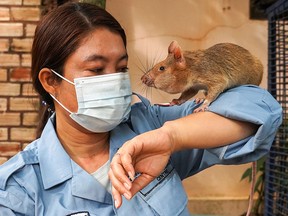 Magawa, the recently retired mine detection rat, plays with its previous handler So Malen at the APOPO Visitor Center in Siem Reap, Cambodia, June 10, 2021.