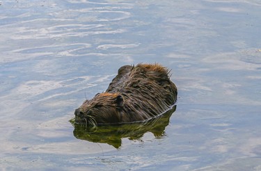A beaver heads straight for Lake Ontario to cool down, in Ajax Ontario on Tuesday June 29, 2021. Veronica Henri/Toronto Sun/Postmedia Network
