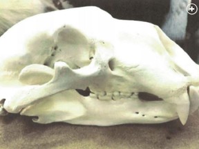 A polar bear skull that was allegedly shipped by mail to a U.S. Fish and Wildlife Service special agent.