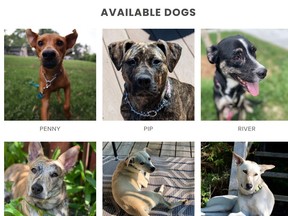 Dogs looking for homes at Save our Scruff