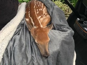 An image of the deer rescued from a the Scarborough Golf and Country Club.