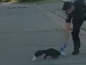 Peel Regional Police Const. Habib Zamani came to the rescue of a skunk with a McFurry cup stuck on its head.