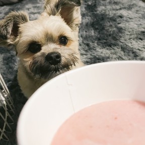 Walter waits for his serving of ice cream. SAMANTHA MOK PHOTO