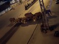 A herd of elephants walk along a road in Eshan, Yunan, China, May 27, 2021 in this still image taken from video obtained from social media.