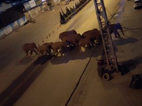 A herd of elephants walk along a road in Eshan, Yunan, China, May 27, 2021 in this still image taken from video obtained from social media.