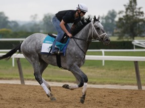 Essential Quality gallops during morning workouts prior to the 153rd running of the Belmont Stakes. Essential Quality is the favourite.