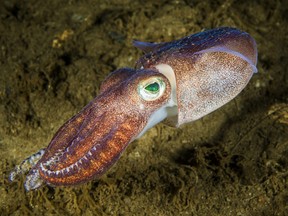 Lesser bobtail squid is a widespread species of bobtail squid native to the northwest Atlantic Ocean.