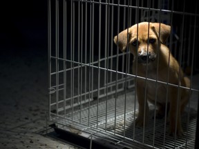 Animal rights groups are calling on government officials in Guangxi, China, to put an end to the annual dog meat festival in Yulin.