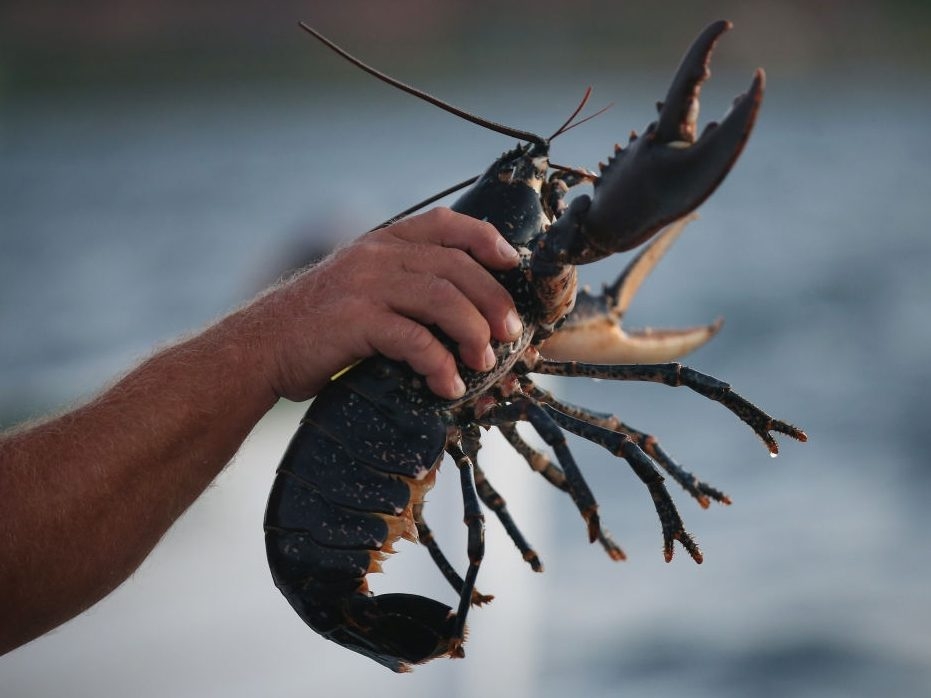 Hamilton man charged with spiny lobster poaching in Florida