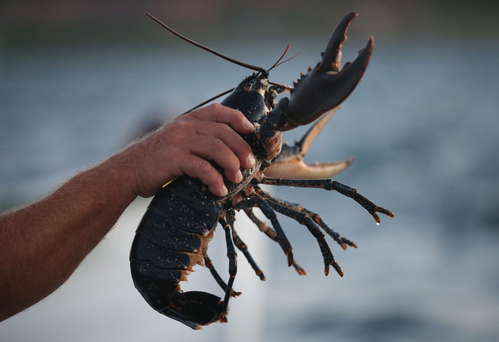 Want to save the whales? Reconsider the lobster, some say