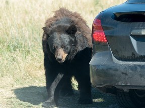 A Brown Bear walking by a tourist’s car.
