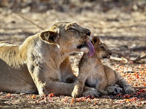 In this Sunday, March 25, 2012 photo, a lioness licks her cub at the Gir Sanctuary in the western Indian state of Gujarat, India.