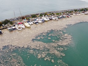 An aerial view shows a thick layer of "sea snot," consisting of a wide variety of microorganisms, that covers the sea near the coast in the Bostanci harbour in Istanbul, Turkey May 31, 2021.