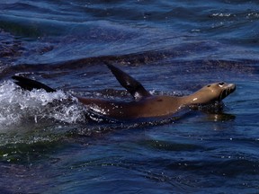 A sea lion plays in the water off the coast in La Jolla, California, June 10, 2021.
