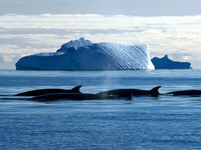In this photo released in 2007, a gam of Minke whales pass icebergs in the Southern Ocean off the Australian Antarctic Territory.