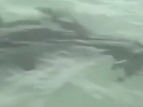 Seven hammerhead sharks circled three Florida women.