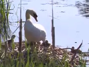 A father swan of six newborns is now on his own after the tragic death of the mother swan in Boston.