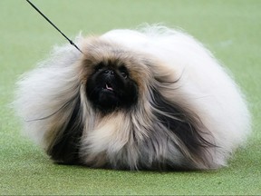 A Pekingese named Wasabi is judged at the 2020 Westminster Kennel Club Dog Show at Madison Square Garden in New York City, Feb. 10, 2020.