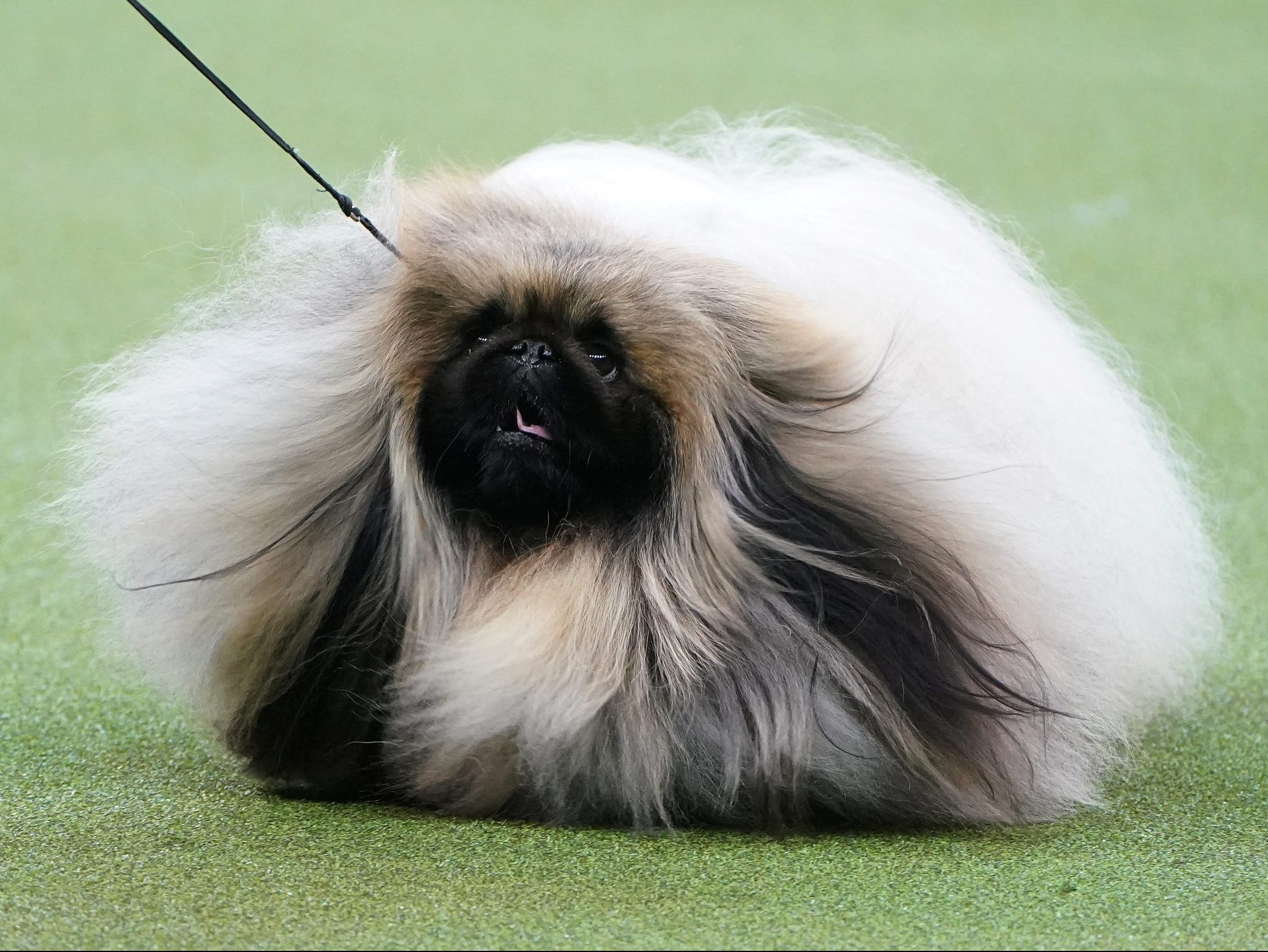 Wasabi the Pekingese wins Westminster Dog Show