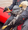 Emmett Blois holds an injured bald eagle he rescued from the Shubenacadie River on Sunday, May 30, 2021. Emmett Blois/Instagram