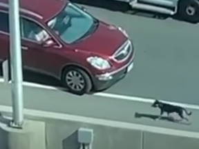 Rush hour traffic came to a standstill on the Gardiner Expressway Friday morning when a dog wandered onto the highway near Fort York.