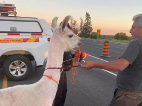 A llama was found wandering on Hwy. 400 near King City on Wednesday night.