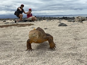 Sue-Ann Levy and her wife Denise Alexander chasing iguanas for a travel story on the Galapagos.