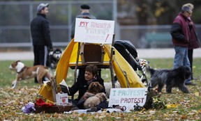 Sue-Ann Levy decided to Occupy the newly refurbished Oriole Park in Toronto Wednesday, November 16, 2011.
