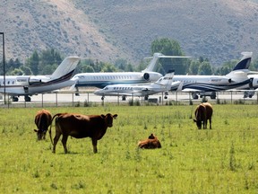 Private Jets park alongside grazing cows