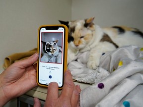 Dr. Liz Ruelle uses a new app called Tably that reads cat's faces and helps her monitor a cat's health at the Wild Rose Cat clinic in Calgary, July 14, 2021.