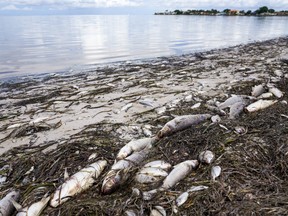 Dead fish are seen at Lassing Park in Old Southeast where dead fish crowd the beach, Thursday, July 1, 2021 in St. Petersburg, Fla.