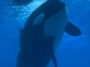 Phil Demers, a former trainer at Marineland, has posted a viral video of Kiska, the last remaining Orca at park, floating listlessly in her pool.