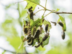 Tree leaves eaten by gypsy moth caterpillars are seen on Montreal's Mount Royal on Wednesday, July 7, 2021.